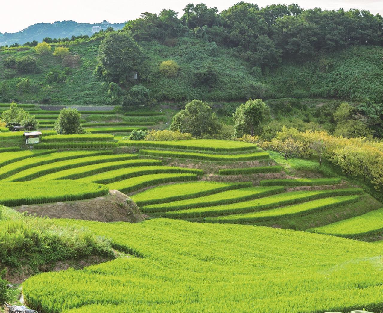 In search of the original scenery of Japan