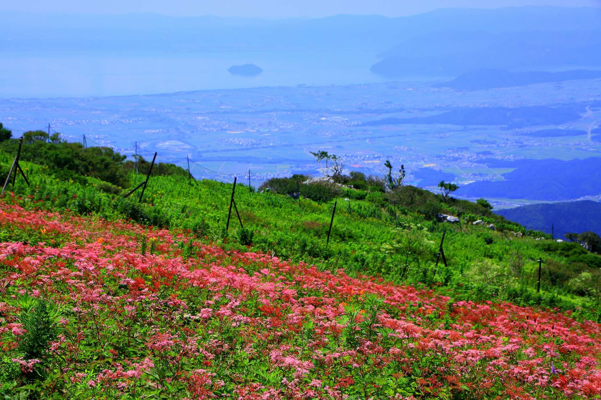 伊吹山山顶的“天然花园”，可以看到稀有的高山植物。