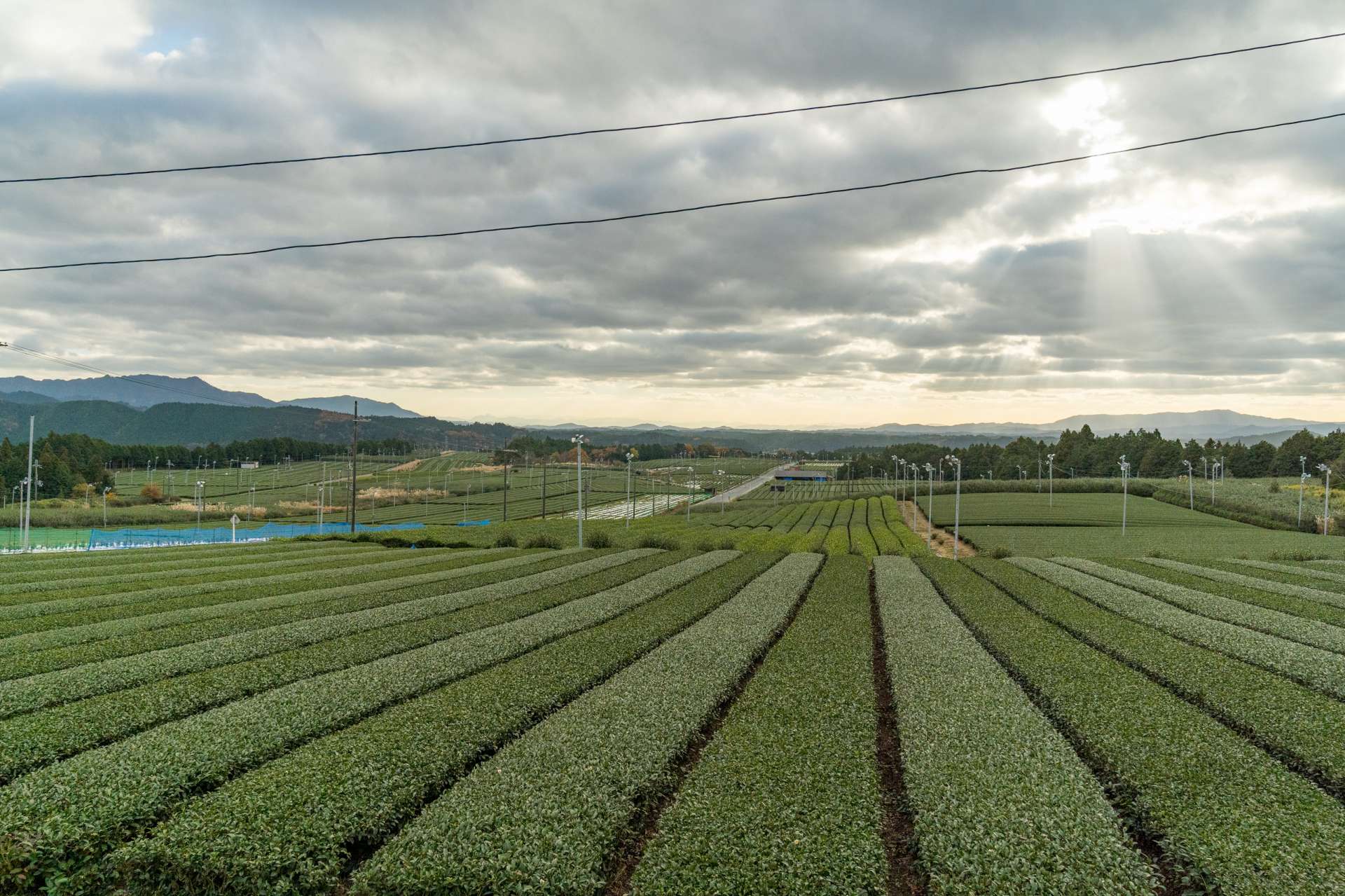 “铜鼓大茶园”在滋贺县规模最大。绿茶园一望无际