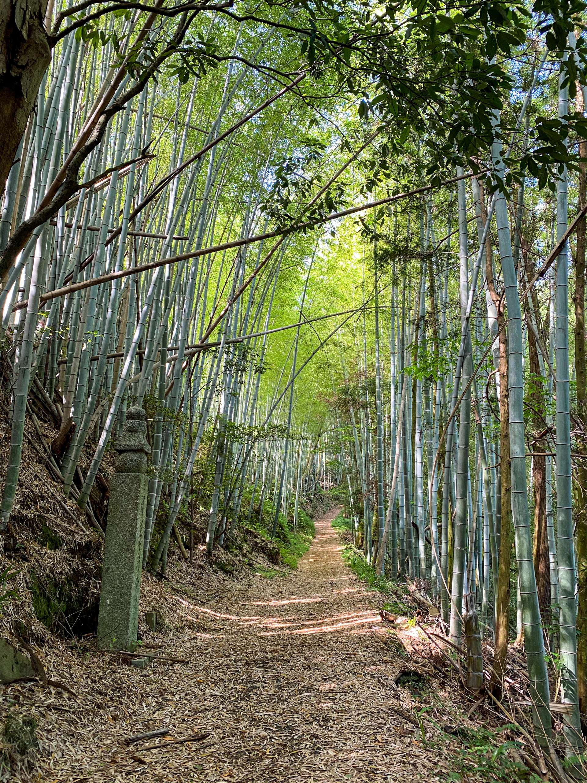 空海大祭司曾经一次又一次地走过同样的小路。