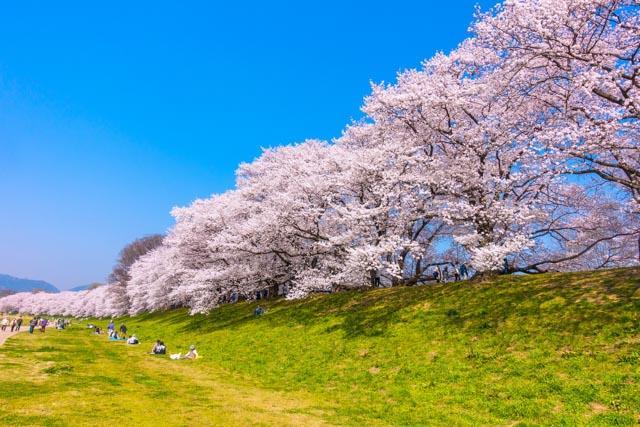 最佳觀賞時間：4月初