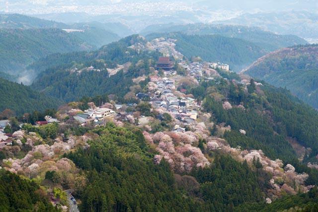 例年の見頃：4月上旬～4月下旬