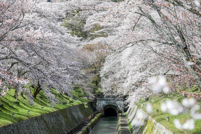 最佳觀賞時間：3月下旬至4月中旬