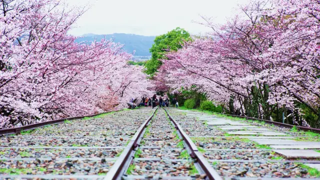 【桜シーズン到来！】関西エリアのおすすめお花見スポット5選