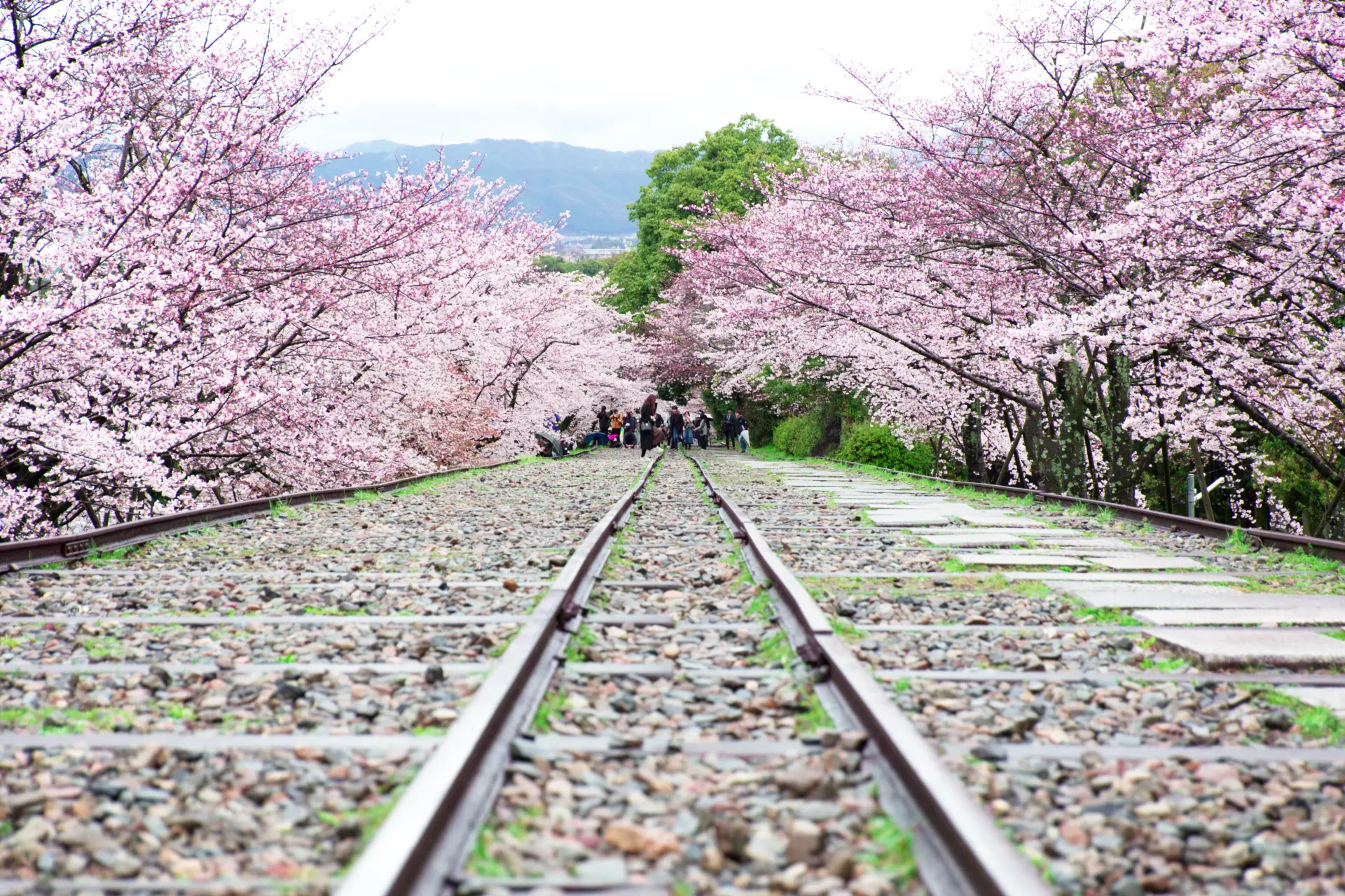 5 Best Cherry Blossom Viewing Spots in the Kansai Area