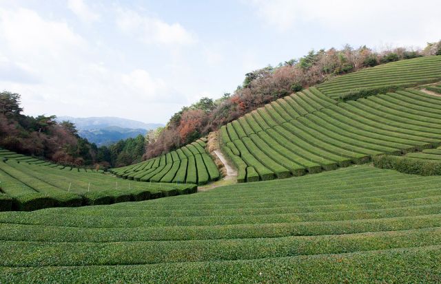 日本茶８００年の歴史散歩