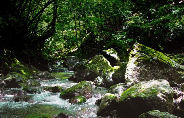 People’s life and hearts nurtured by forests and vice versa
〜Yoshino, a range of beautiful forests, and the birthplace of afforestation”〜