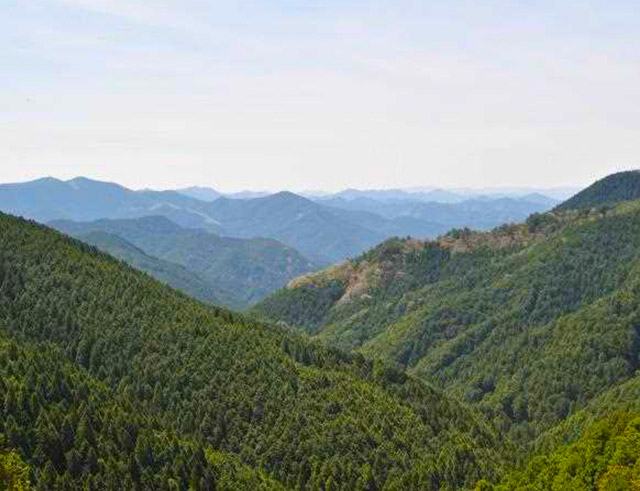 Natural forest and artificial forest in Yoshino district