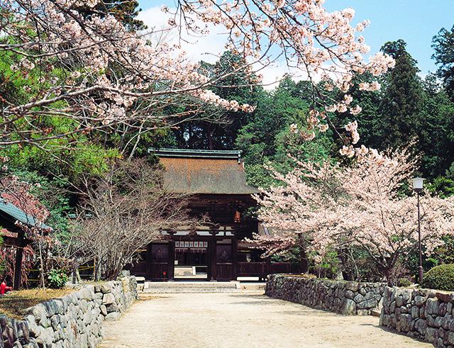 Aburahijinja shrine, place of unity for Koka Ninjas