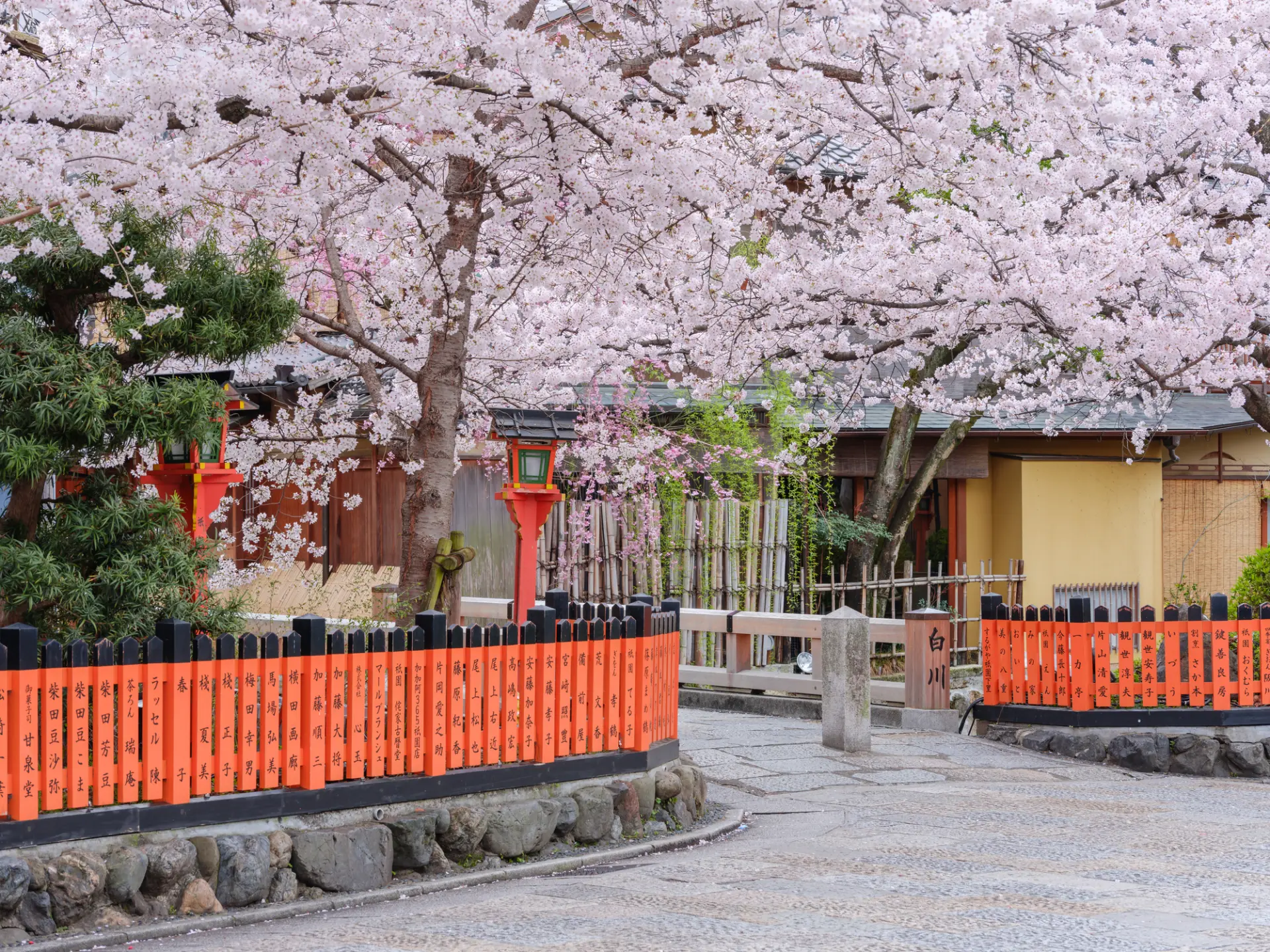 桜で華やぐ春の京都