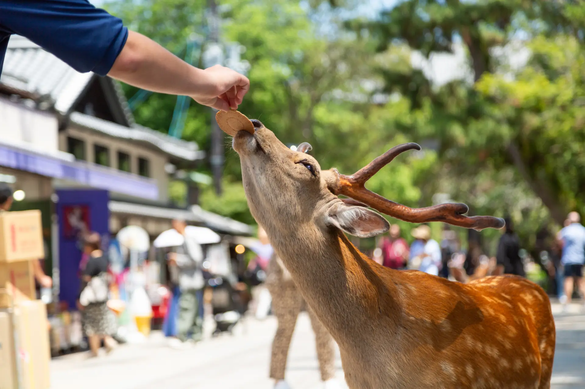 Interacting with deer is one of the highlights of Nara Park.