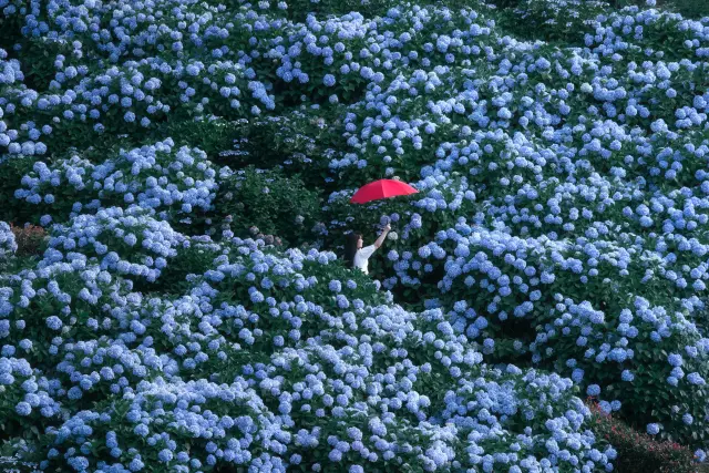 Not Just Cherry Blossoms! 4 Parks for Capturing Stunning Floral Displays