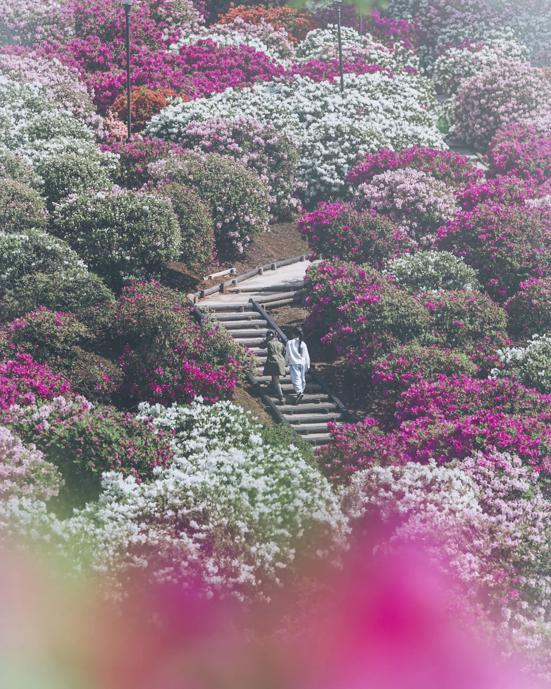 “Stairway of Azaleas” by Saki Sugimoto