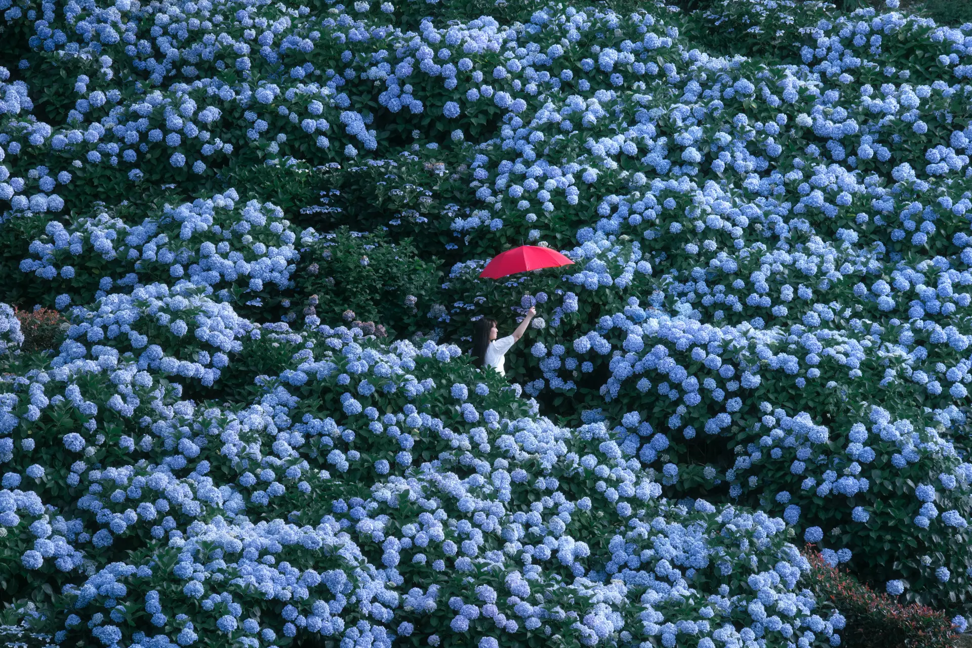 “Wall of Hydrangeas” by Kota Kuraba (@kura_pulse_)