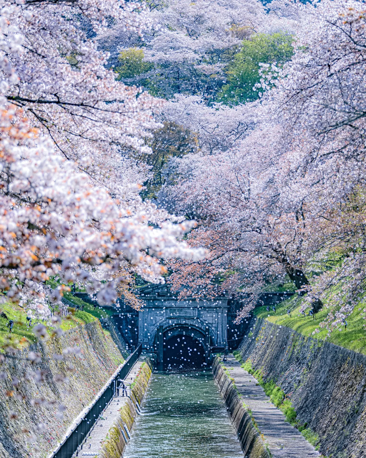 “A National Treasure - Lake Biwa Canal in a Shower of Cherry Blossoms” by Naoto Kojima (kojinao1122) 