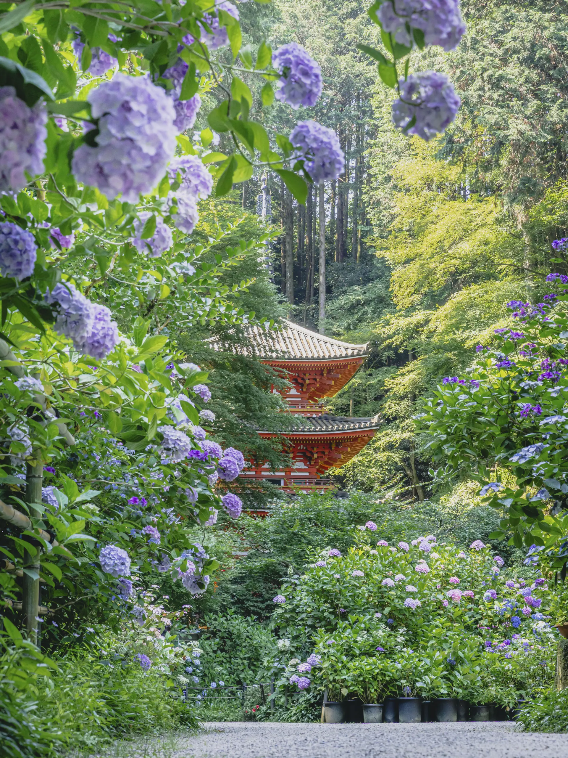“Hydrangeas Changing Expressions in the Morning Sun” by Shinji。