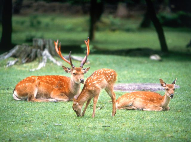 奈良公園