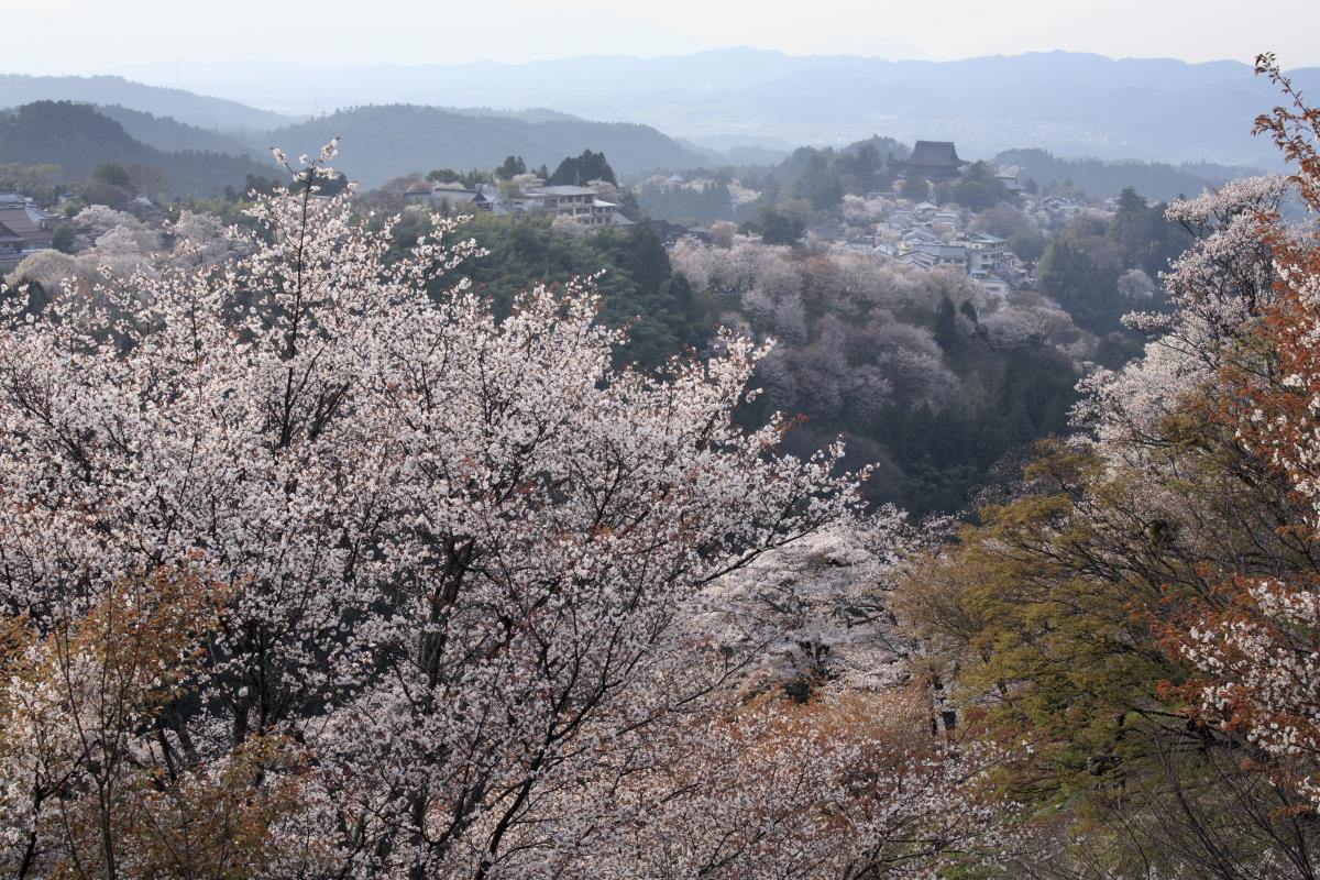 Mt.Yoshino