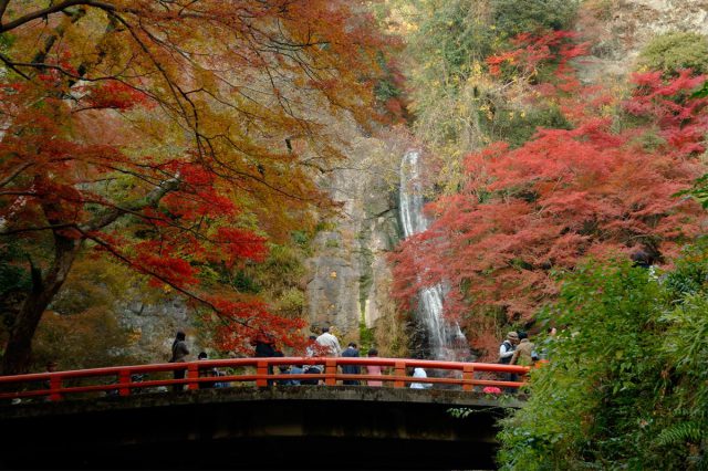 箕面國定公園的紅葉