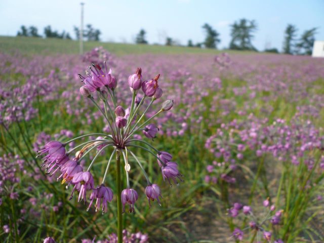 Japanese Scallion Field (Fukube Sand Dunes)