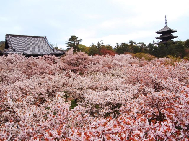 仁和寺