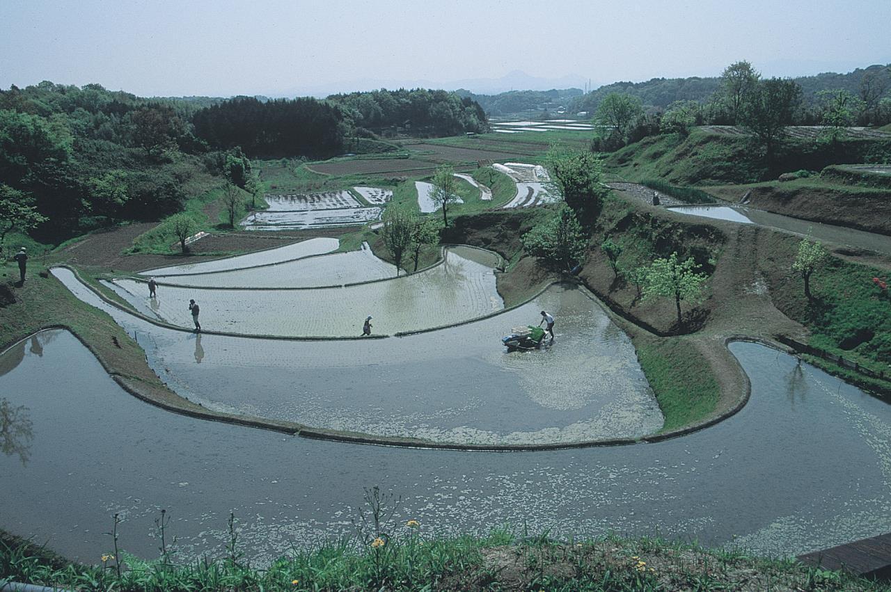 仰木の棚田