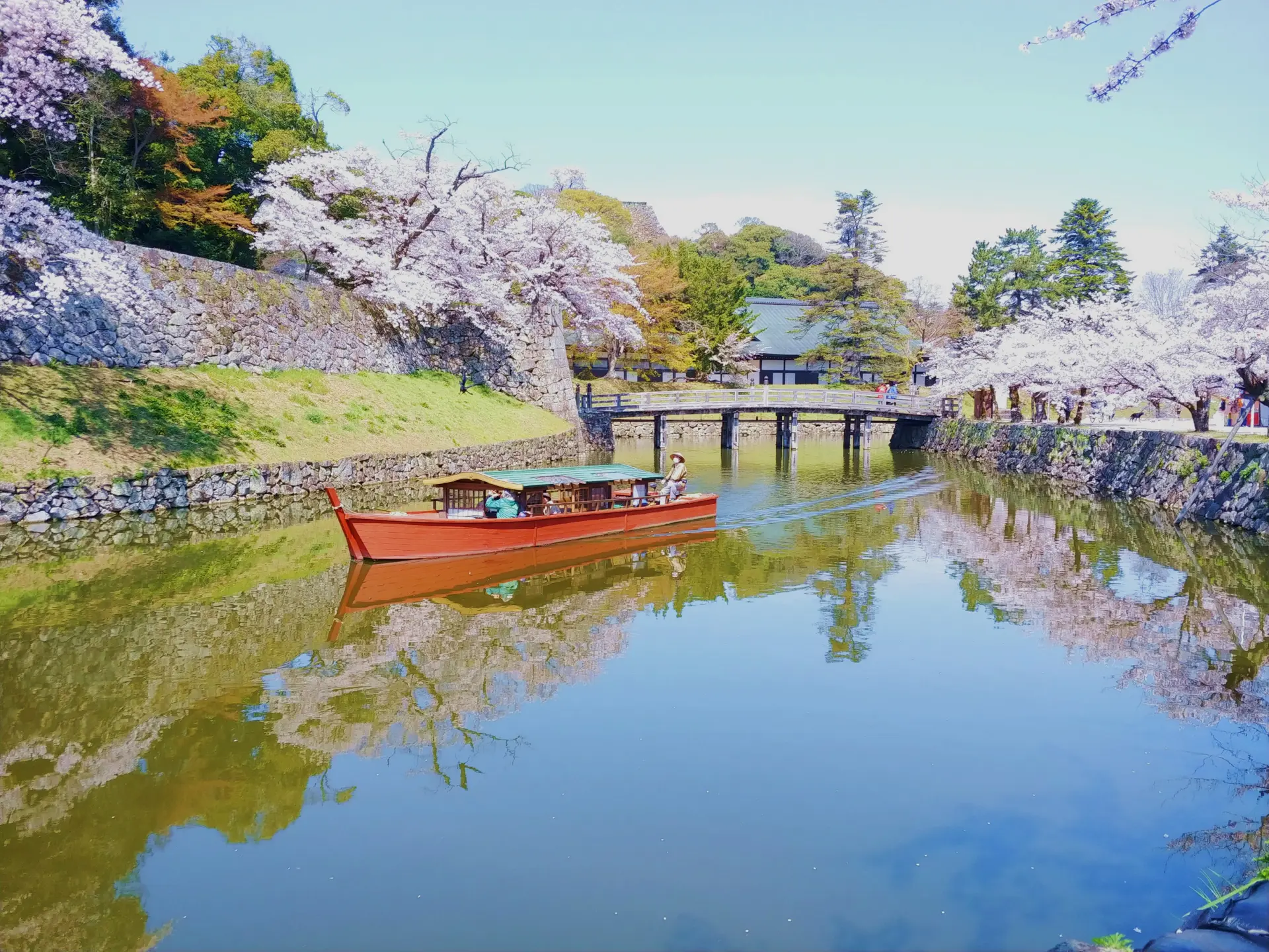 Hikone castle is especially beautiful during cherry blossom season.