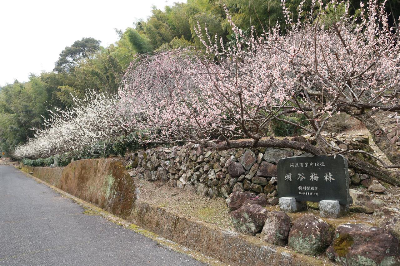 明谷梅林令和園