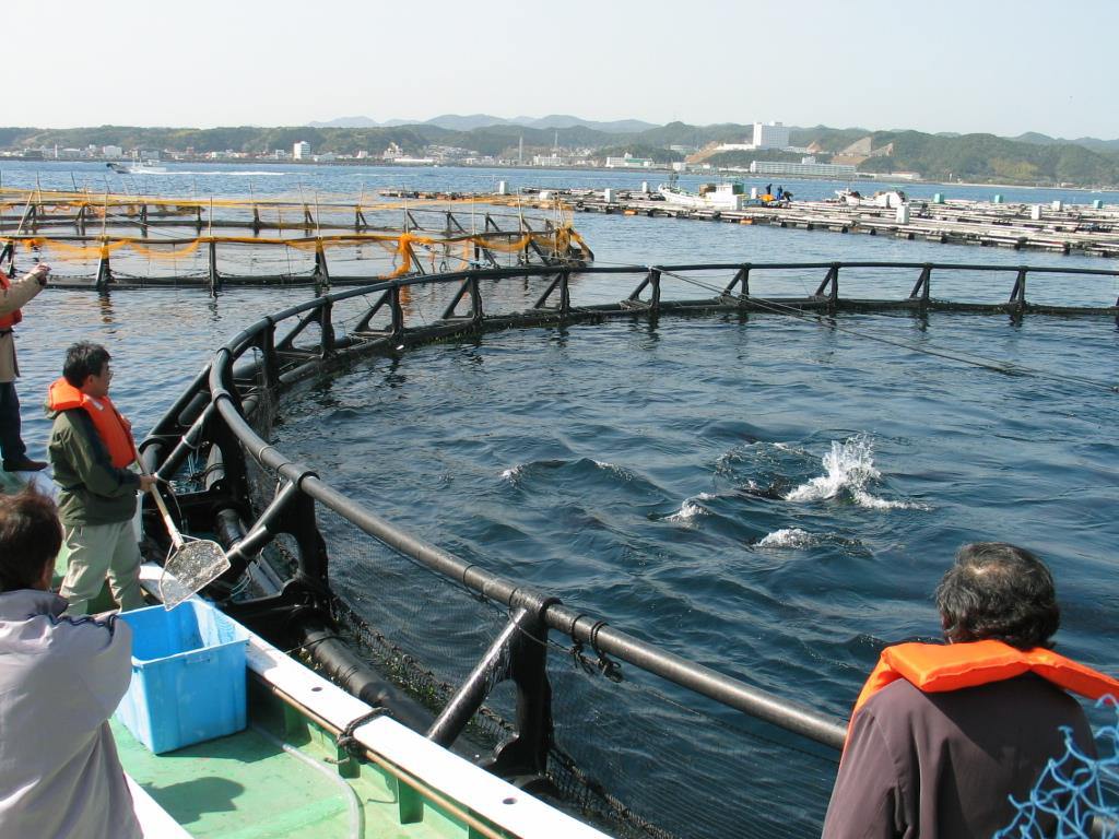 Bluefin Tuna Feeding