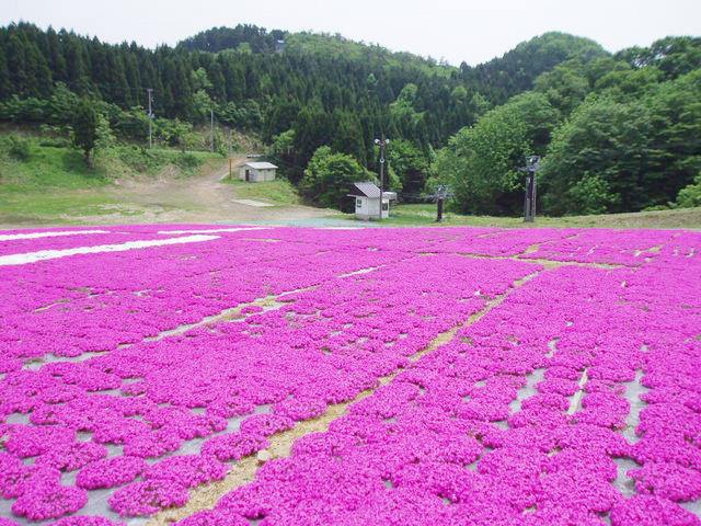 森林公园瑞士村