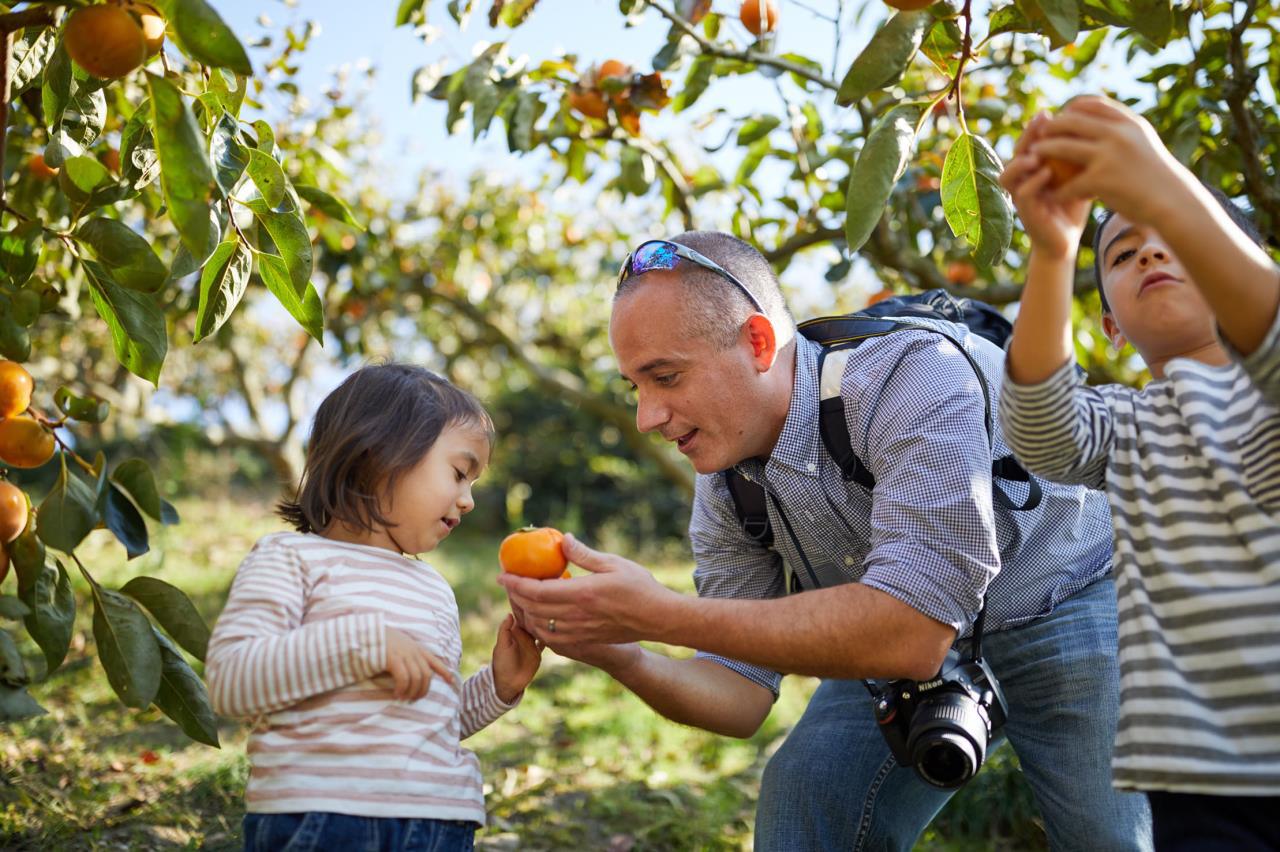 Sweet corn picking (fruits or vegetables according to season)