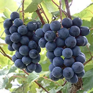 Fruit Picking (Tango Fruit Garden)