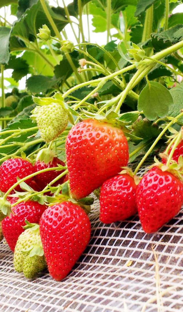 Fruit picking (Strawberry, Melon and Mandarin orange)