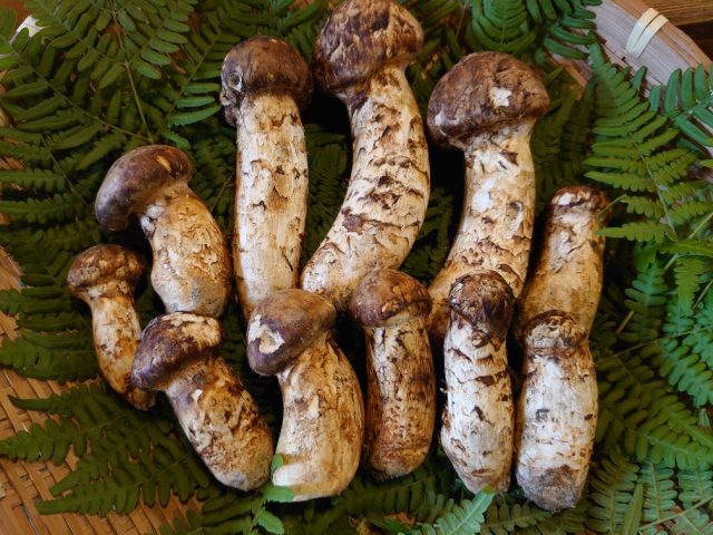 Fall brings Matsutake from Sasayama!
