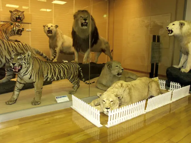 3階収蔵展示室に並ぶ野生動物のはく製
