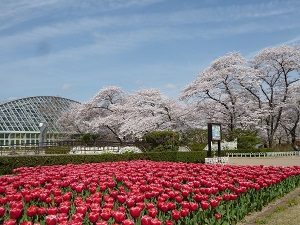 春の正門花壇