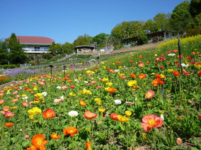 パノラマ花壇と本館