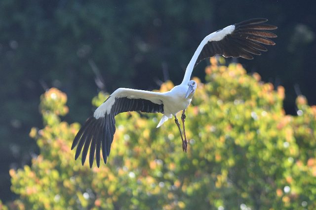 生態展示のコウノトリと一緒に運が良ければ野生コウノトリを見ることもできます。