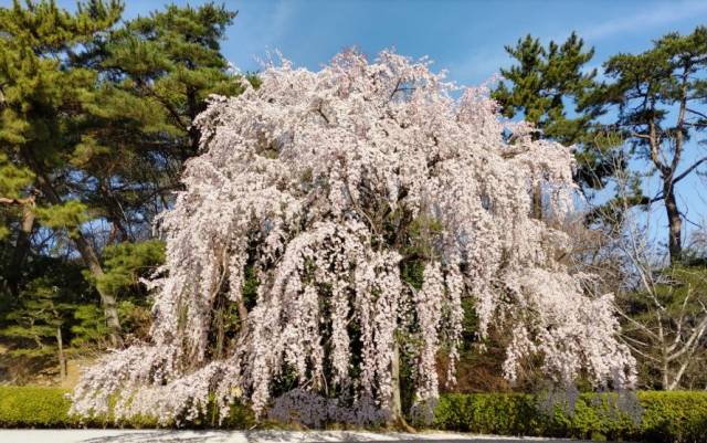 三春滝桜