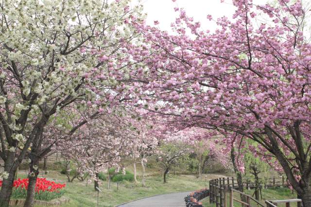 春のゾーンのサトザクラ（４月中旬）