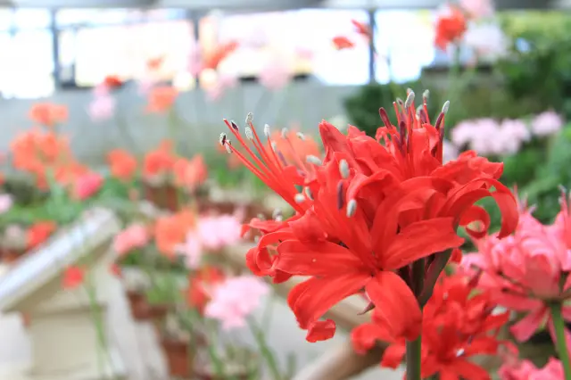大阪府立花の文化園