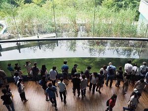 水族展示室のヨシ帯水槽