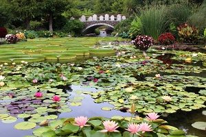 花影の池