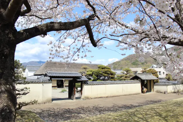 春の永井家庄屋屋敷。屋敷の前の芝生広場には幾本もの桜が植わっており、開放的なお花見スポットとなる。