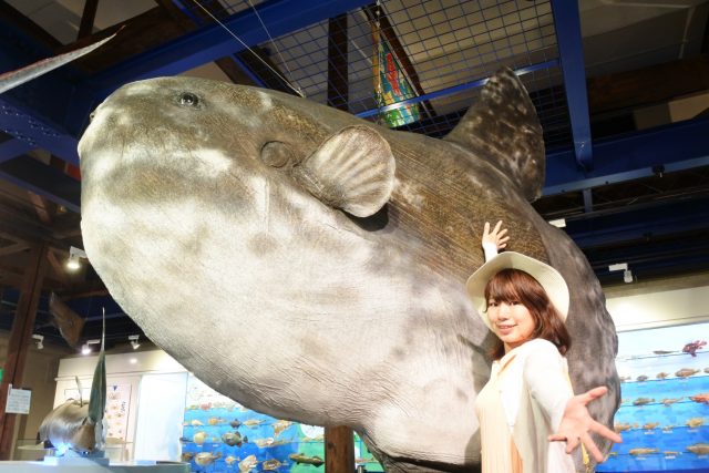 海とくらしの史料館