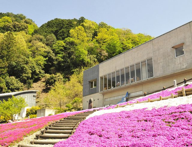 アトリエ周りに植えられた芝桜は春に見ごろを迎える