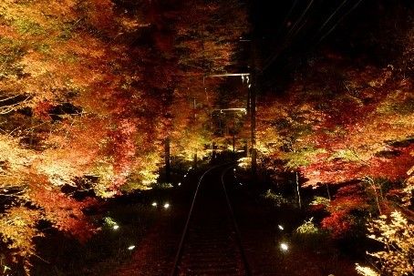 ライトアップされた「もみじのトンネル」の車窓
(c)叡山電鉄株式会社