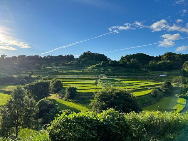 稲淵の棚田