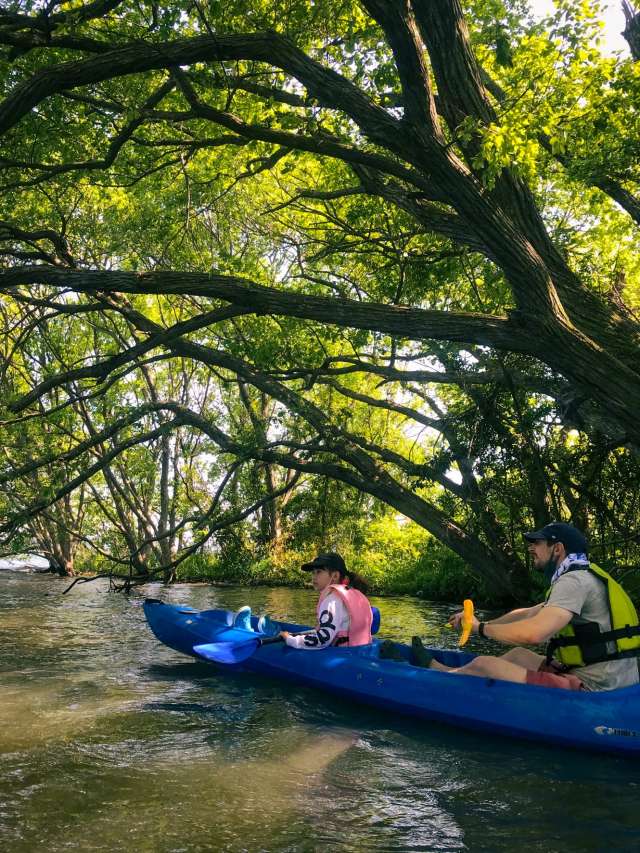 Adventure kayak tour to observe the plants and wildlife of Lake Biwa