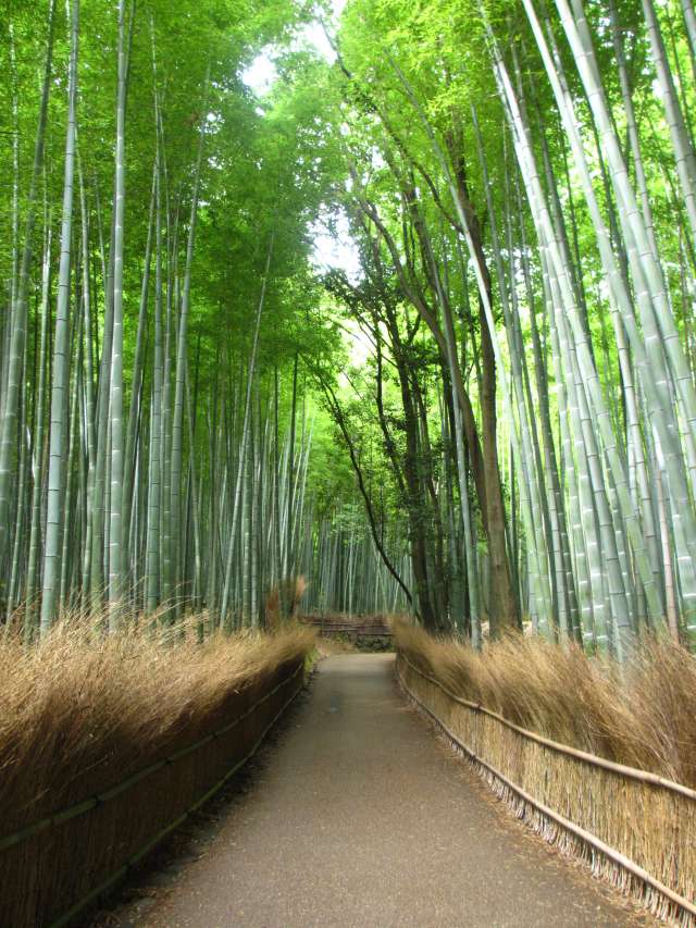 嵐山・竹林